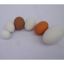 egg-grouped_3