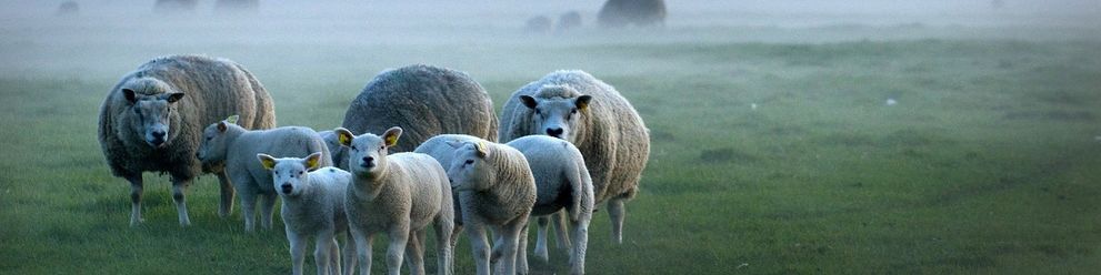 havens-schapen-website-nieuw.jpg